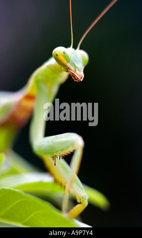 Praying mantis on plant against dark background Stock Photo