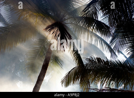 Sun rays glisten through a smoky Indian coconut grove Stock Photo