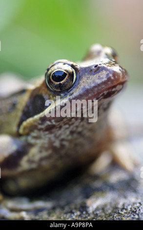 Rana temporaria. Frogs head close up in an English garden Stock Photo