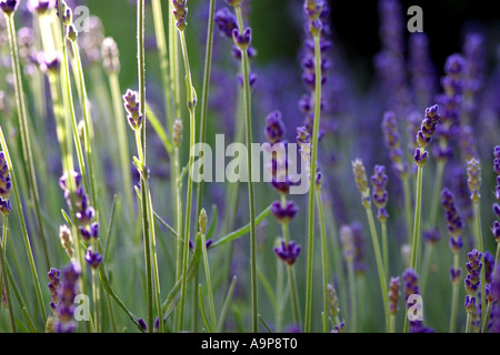 Lavandula angustifolia 'Vera'. Lavender flower in sunlight Stock Photo