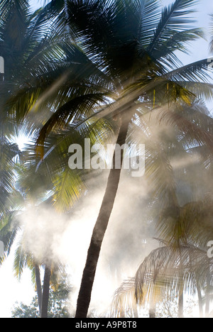 Morning shards of sunlight coming through palm trees in Southern India Stock Photo