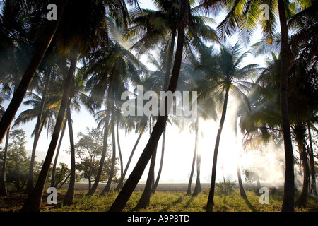 Morning sunlight in a smoky Indian coconut grove Stock Photo