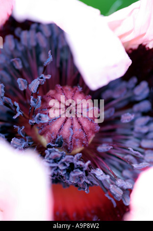 Poppy flower head opening showing middle on a sunny English morning Stock Photo