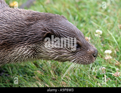 Lutra vulgaris. Otter head Stock Photo