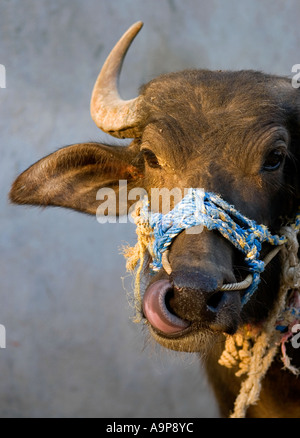 Indian water buffalo head portrait. India Stock Photo