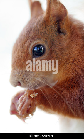 Red squirrel close-up Stock Photo