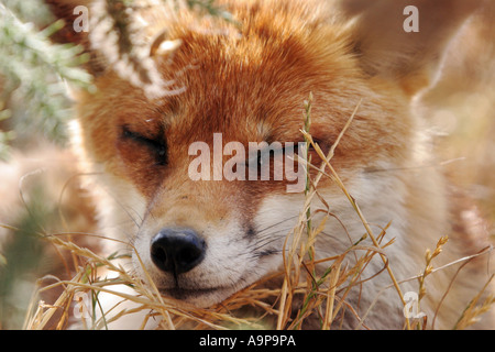 Fox resting in undergrowth Stock Photo
