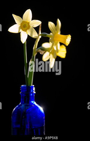 Daffodils in a blue bottle against a black background Stock Photo