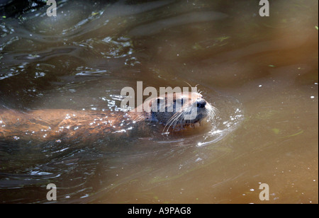 Lontra canadensis. Captive North American river otter. UK Stock Photo