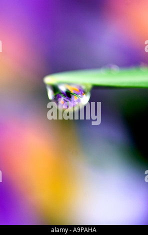 Reflection of crocus through rain drop on the end of leaf. Selective focus on the reflection Stock Photo