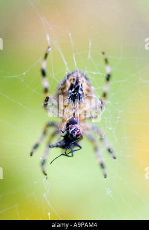 Orb Web Spider in English garden inspecting trapped fly in web Stock Photo