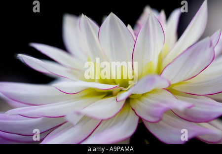 Dahlia flower against black background Stock Photo