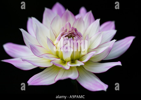 Dahlia flower against black background Stock Photo