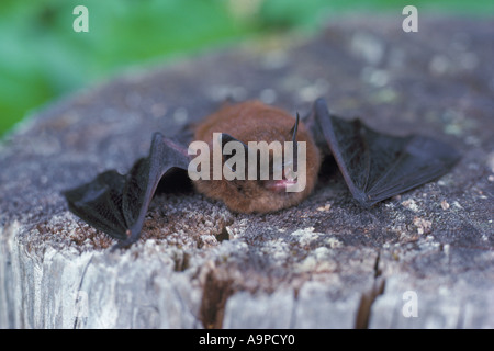 Little Brown Bat (Myotis lucifugus) spreading Wings on a Tree Stump - North American Insectivorous Bats Stock Photo