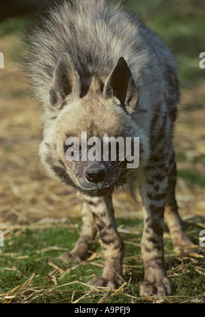 striped hyena (Hyaena hyaena Stock Photo - Alamy