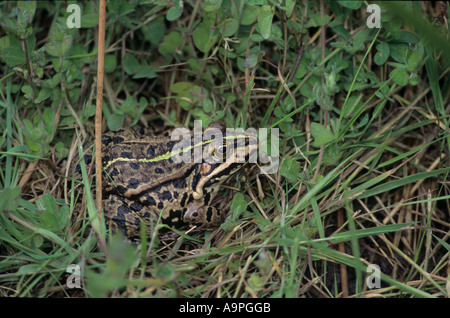 Tadpoles of the Pool Frog (Rana lessonae), feeding on algae in a pond ...