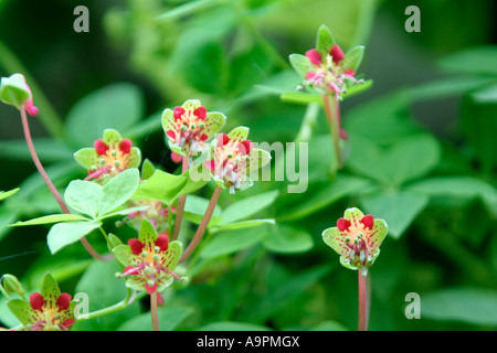 Tropaeolum pentaphyllum in Holbrook Garden Stock Photo