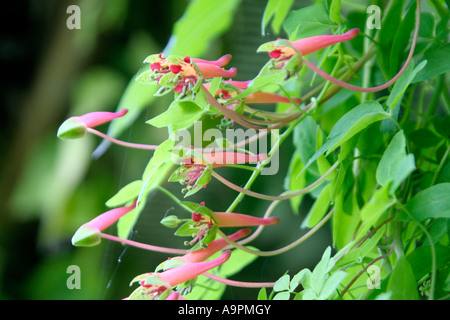 Tropaeolum pentaphyllum in Holbrook Garden Stock Photo