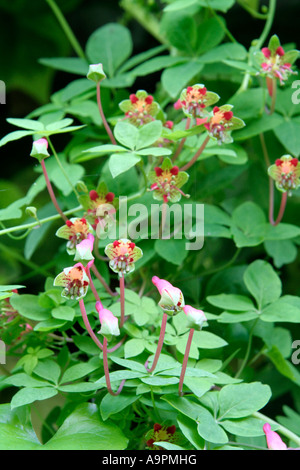 Tropaeolum pentaphyllum in Holbrook Garden Stock Photo