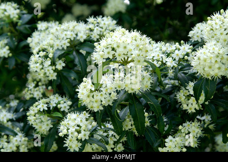 Acradenia frankliniae in late May Stock Photo