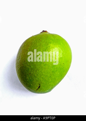 Alphonso Mangoes- Mangifera indica L. - Anacardiaceae. Ratnagiri, India. Stock Photo