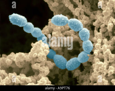 SEM yogurt Stock Photo