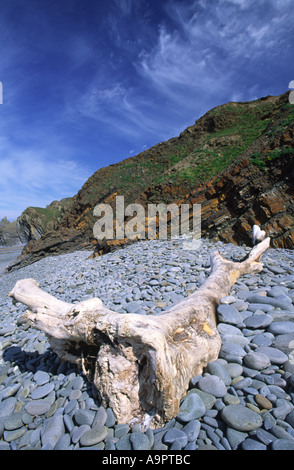 Driftwoood at Sandy Mouth Bay in Cornwall county England UK Stock Photo