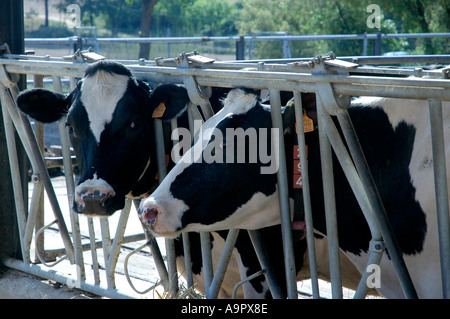 Cows farm at Girona Spain Stock Photo