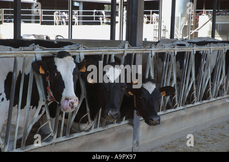 Cows farm at Girona Spain Stock Photo