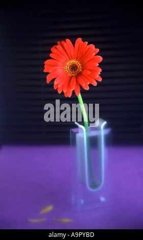 Red Gerbera in Vase Stock Photo