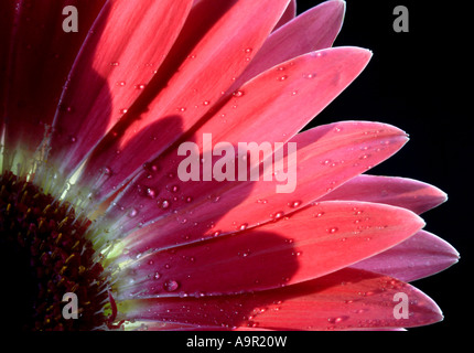 Pink Gerbera Stock Photo