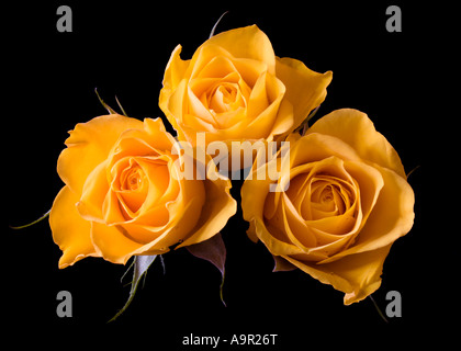 Yellow Roses Stock Photo