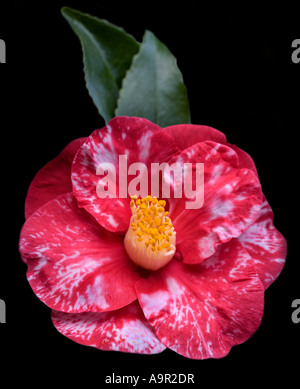 Red and pink variegated Camellia japonica ‘Comte de Gomer’ in flower ...