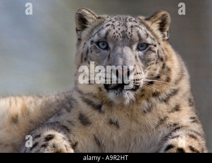 Snow Leopard (uncia uncia) Stock Photo