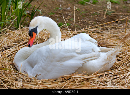 Mute Swan (cygnus olor) on nest Stock Photo