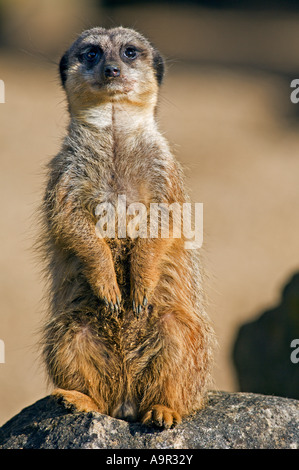 Slender Tailed Meerkat (suricata suricatta) Stock Photo