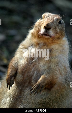 A prairie dog looks up at an unexpected sound Stock Photo
