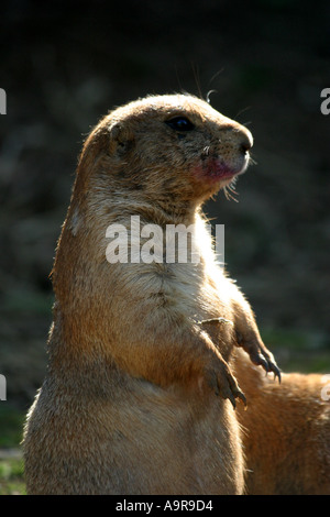 A prairie dog looks up at an unexpected sound Stock Photo