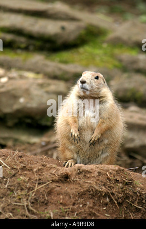 A prairie dog looks up at an unexpected sound Stock Photo