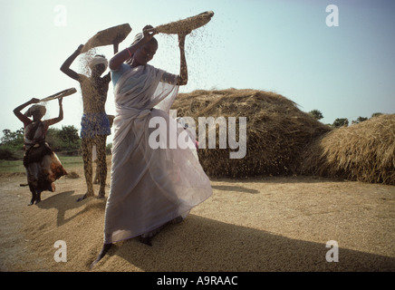 Indian farmers winnowing rice at a village near madras Tamil Nadu South India Stock Photo