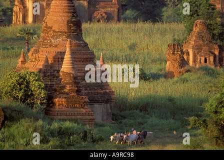 A Burmese farmer drives his ox cart past brick pagodas at Ywahassnggyi Pagan Stock Photo