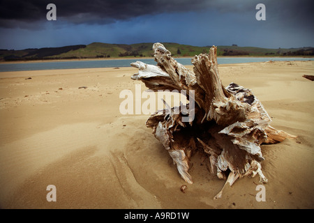 drift wood sticking out of the sand Porangahau beach in storm Stock Photo