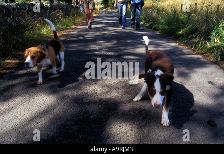 brown tri colour border collie puppy dog with tri colour beagle puppy on lead