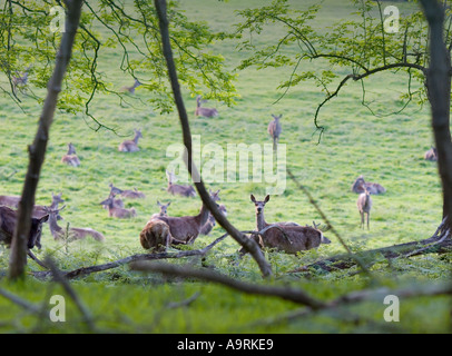 Deer in Windsor Great Park Stock Photo