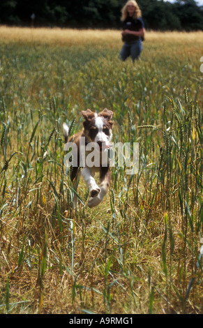 brown tri colour border collie puppy dog with owner running towards camera through fields Stock Photo