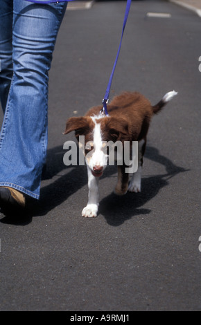 brown tri colour border collie puppy dog learning to walk to heel