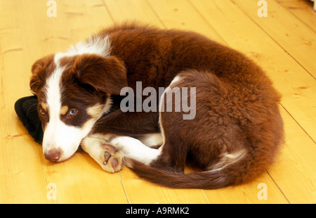 brown tri colour border collie puppy dog curled up on mat Stock Photo