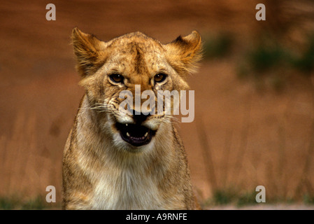 Lioness growling Stock Photo