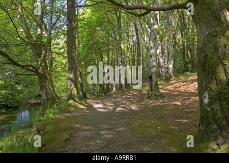 Riverine woodlands Glencoe Village near Fort William Scotland Stock Photo