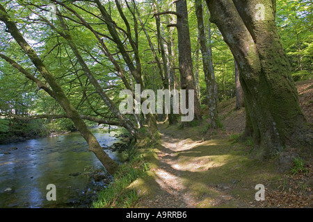 Riverine woodlands Glencoe near Fort William Scotland Stock Photo